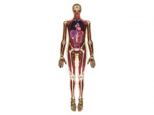 Láminas escáner del cuerpo humano